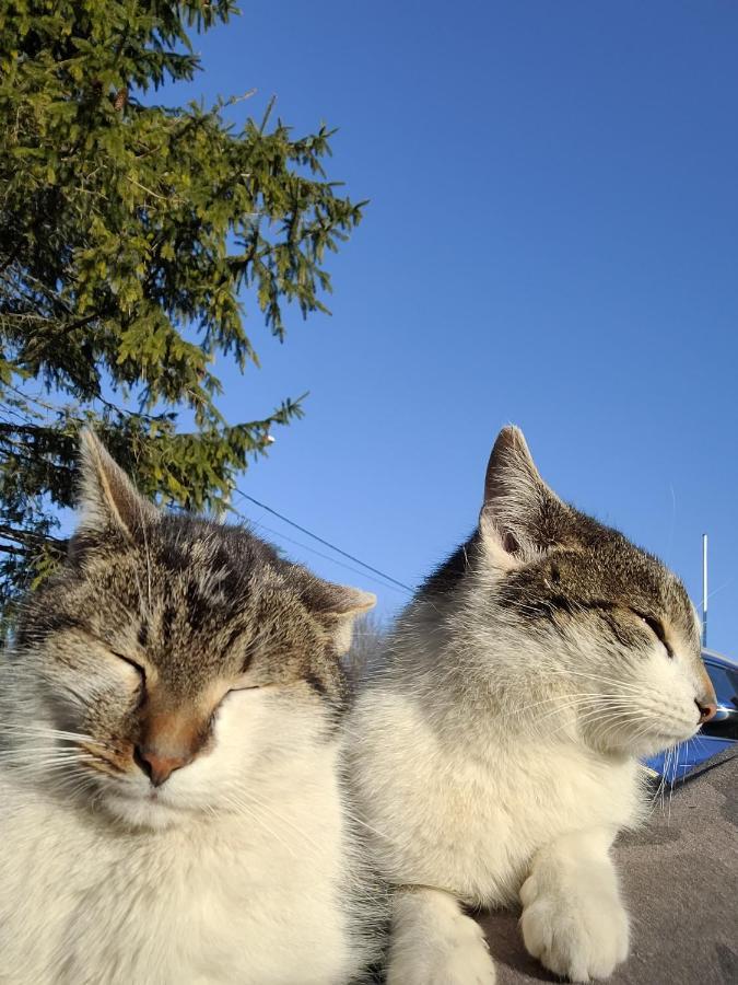 Uroczysko Skomackie Stare Juchy Kültér fotó